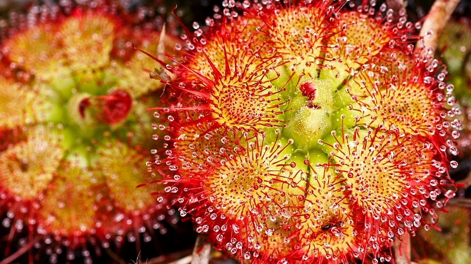 Cinci moduri uluitoare prin care plantele carnivore îşi prind prada