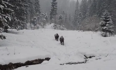 Zimbrii din Neamţ care înfruntă stratul gros de zăpadă – VIDEO