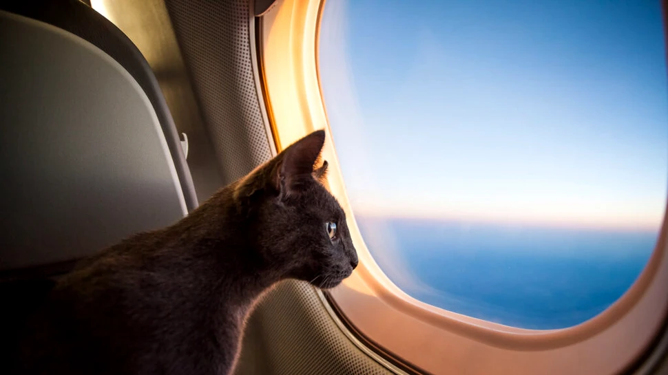 O pisică a avut parte de voiajul vieții sale după ce a fost uitată în cala unui avion