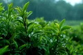 Ce fac plantele atunci când „aud” că vine ploaia? Un studiu a făcut o descoperire uimitoare!