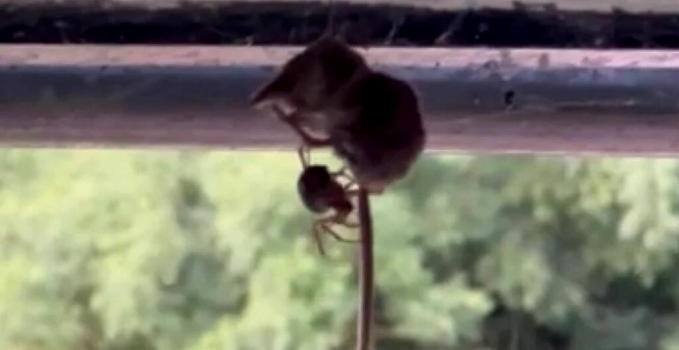 Un păianjen a fost filmat în timp ce mănâncă un șoarece de viu