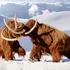 Cromozomi antici de mamut lânos, descoperiți în piele veche de 52.000 de ani