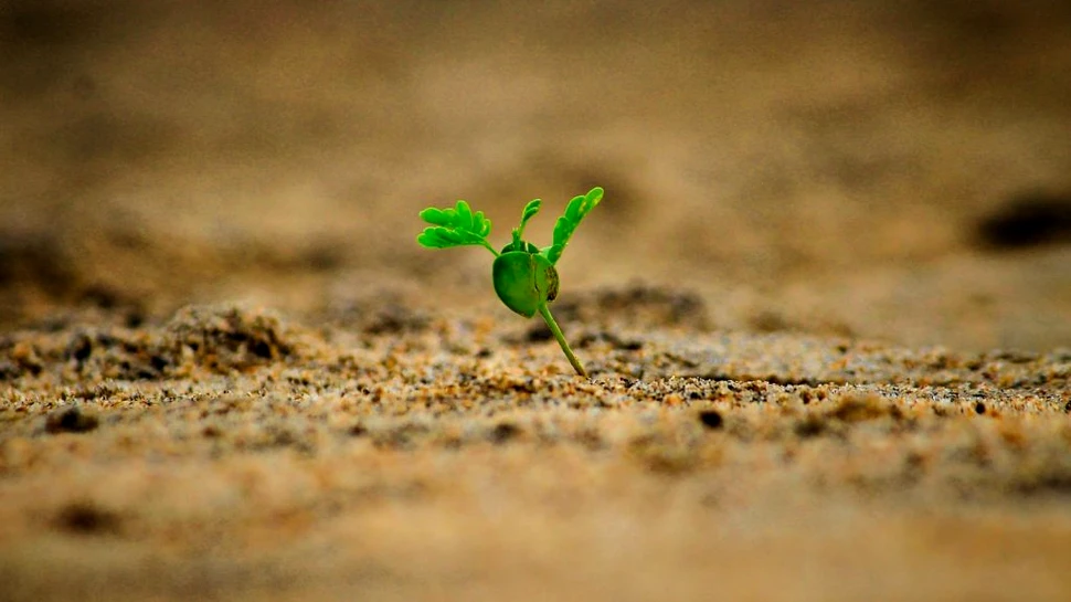 Plantele pot trimite semnale electrice secrete pe sub pământ. Ce au aflat cercetătorii