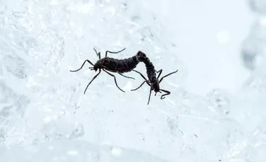 Cum supraviețuiește singura insectă nativă din Antarctica?