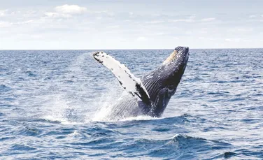 În Antichitate, Marea Mediterană era casa pentru două specii de balenă atlantice