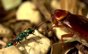Viespea care transformă alte insecte în „zombi”. Cercetătorii au filmat o specie de viespe cu un comportament bizar – VIDEO