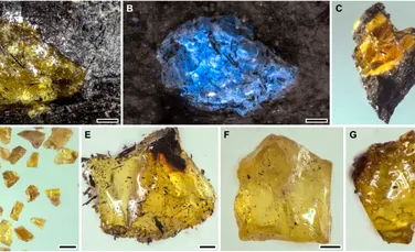 Cel mai vechi chihlimbar provine dintr-o lume cu 150 de milioane de ani mai veche decât dinozaurii