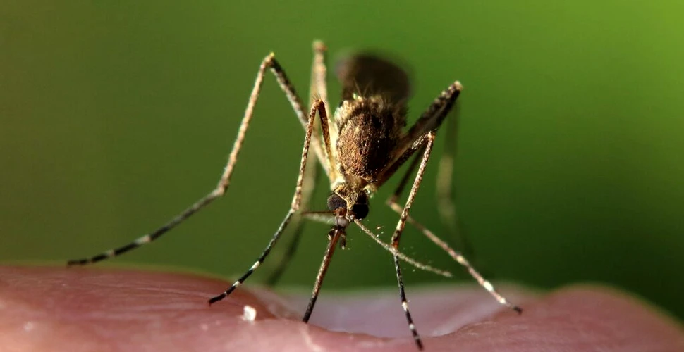 Un biomaterial care imită pielea umană îi păcălește pe țânțari