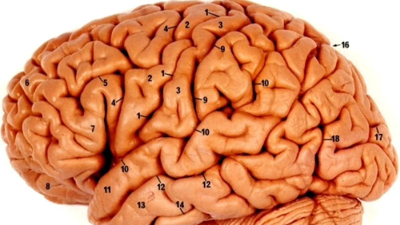 1-brain2 