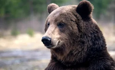Test de cultură generală. De ce hibernează unele animale?