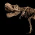 O descoperire rară: Razele X dezvăluie cum se vindecau oasele de T. rex