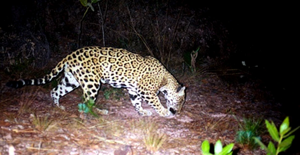 Jaguarii reapar in Mexic