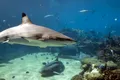 Viața secretă a rechinilor a fost dezvăluită: cultivă rețele sociale surprinzătoare