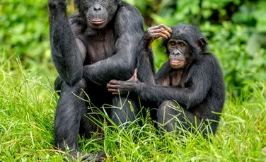 Ce ne poate învăța despre evoluție ritmul actului sexual la bonobo?