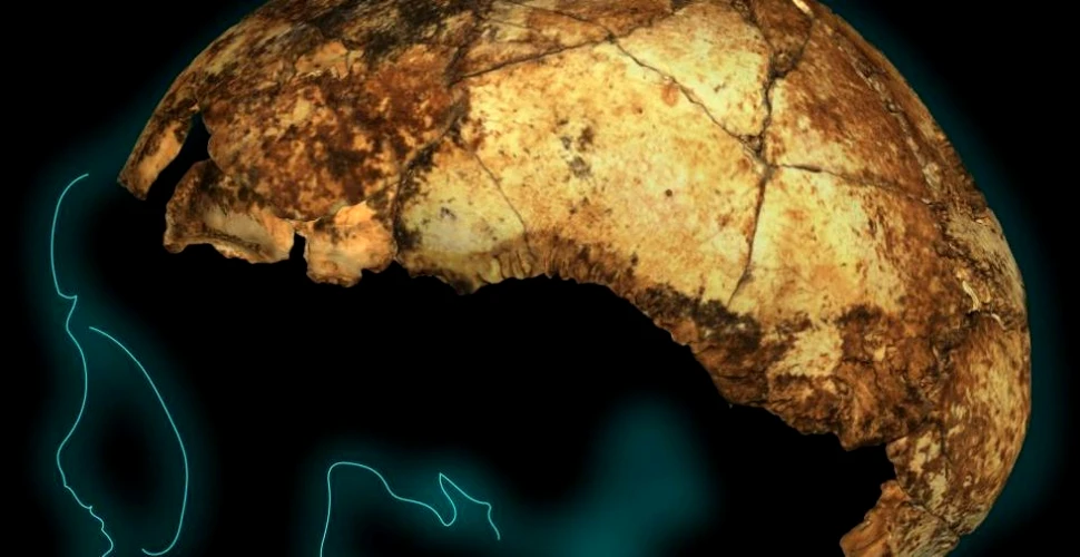 Craniul distrus al unui copil ar putea fi cea mai veche fosilă de pe Pământ a lui Homo erectus, strămoşul direct al oamenilor