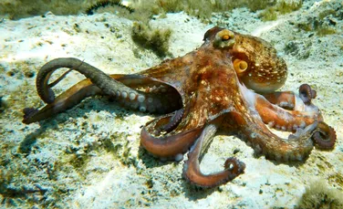 Cum se împerechează caracatițele: un braț care găsește și fertilizează femela