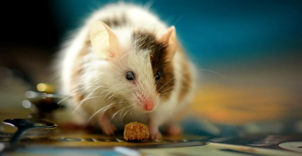 Cum a schimbat un implant neural comportamentul social al șoarecilor. Efectele au fost imediate