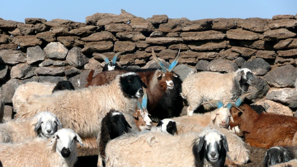 Fenomenul „dzud” a cauzat moartea a peste un milion de animale în acest an