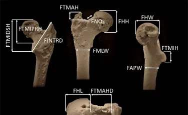 Cel mai vechi strămoș uman ar fi fost descoperit în Bulgaria