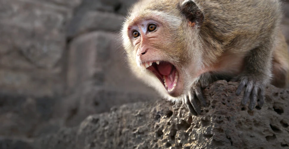 Poliția din Japonia caută o maimuță care a atacat 10 persoane, inclusiv un bebeluș