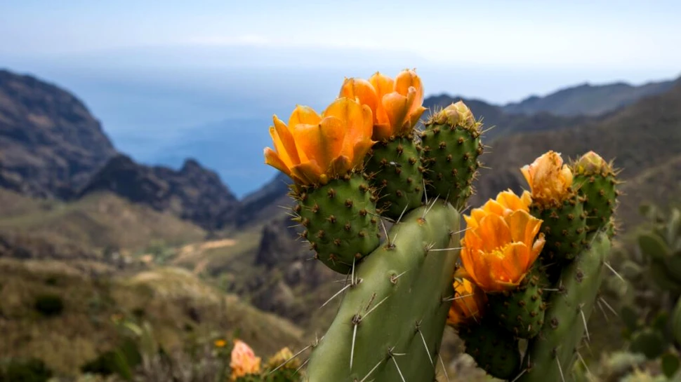 Cactușii sunt „mașinării” de evoluție rapidă, arată un nou studiu