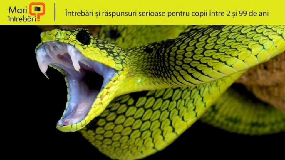 De ce nu există şerpi în Irlanda?