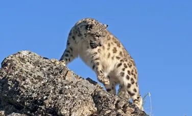 Leopardul zăpezilor – prinţul înălţimilor