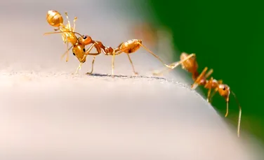 VIDEO fascinant din natură! Furnicile ”paramedici”, primele insecte ce îşi salvează şi tratează camarazii