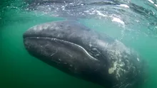 Schimbările climatice micșorează balenele cenușii din Pacific