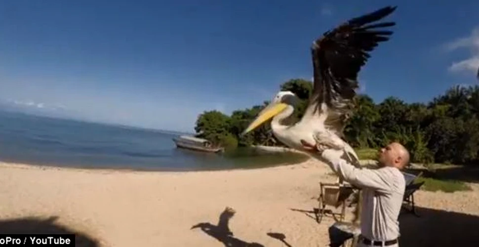 Momentul în care un pui de pelican este învăţat de oameni să zboare. VIDEO impresionant
