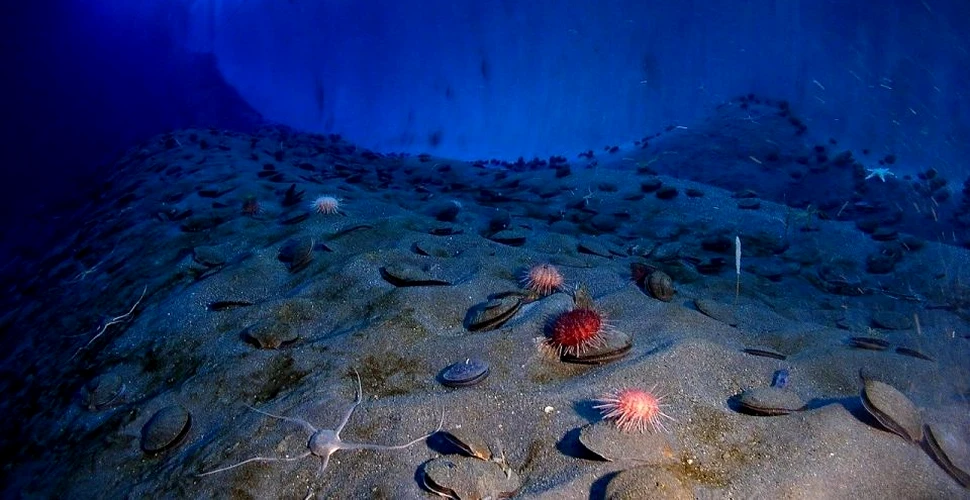 Mineritul pe fundul oceanului va duce la distrugerea unor ecosisteme