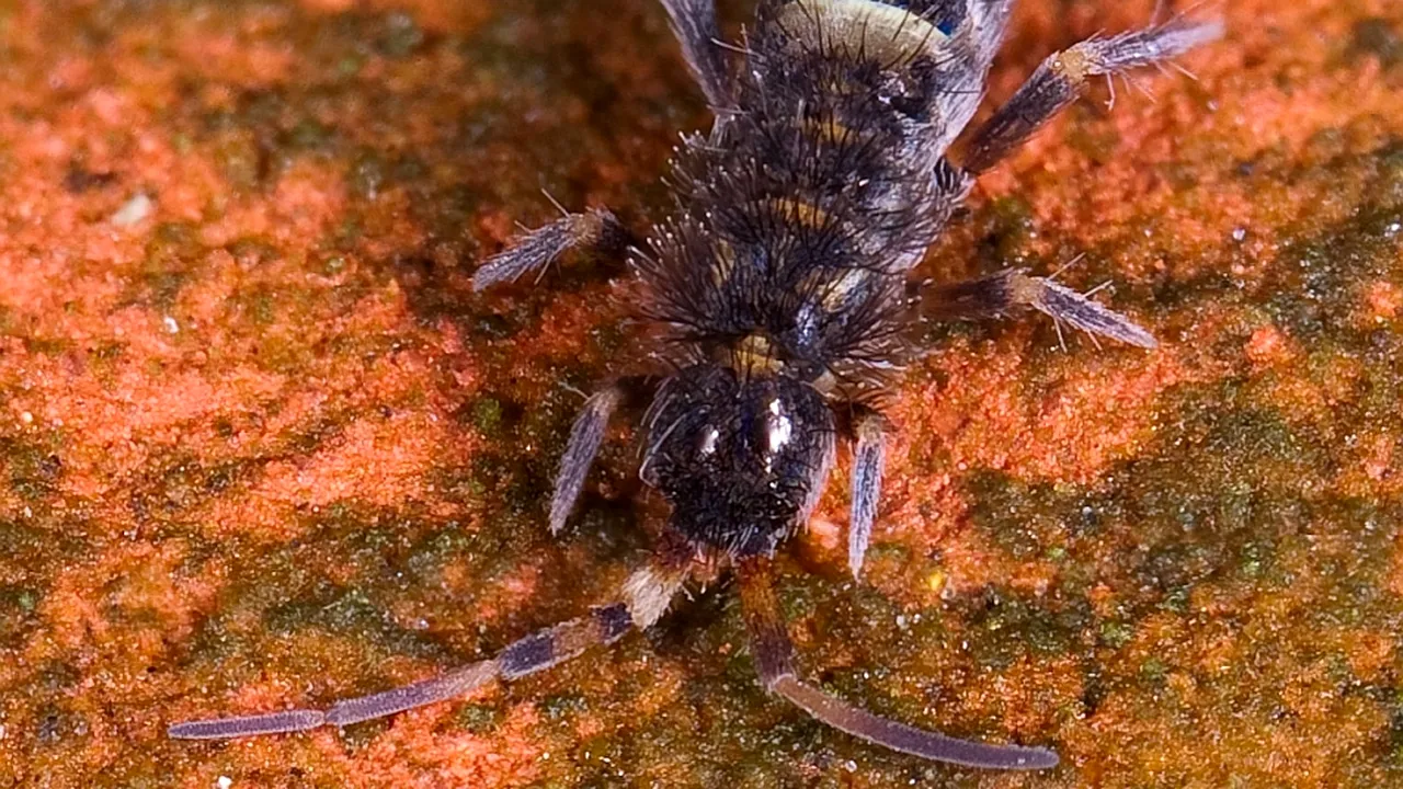 1-collembola 