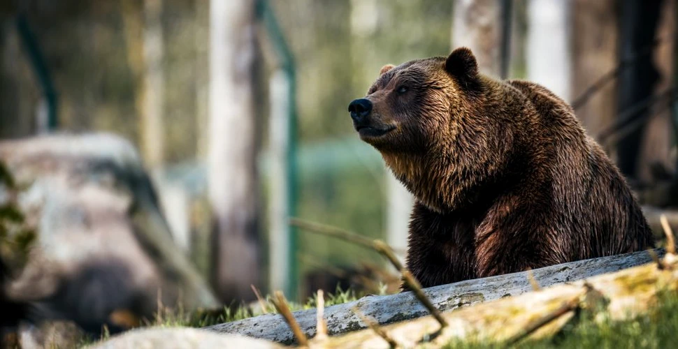 VIDEO Un urs prins într-un gard a fost salvat de jandarmi. Animalul a fost eliberat în pădure