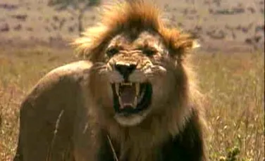 Leii din Kenia sunt ucisi cu insecticide