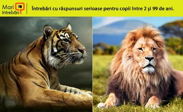 Cine ar ieşi învingător într-o luptă dintre un leu şi un tigru?