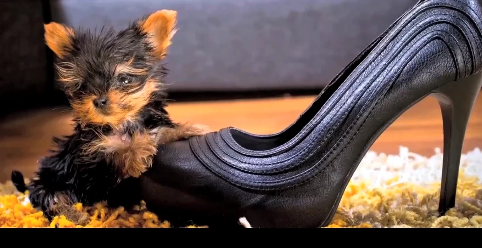 Meysi, cel mai mic câine din lume, speră să ajungă în Cartea Recordurilor (VIDEO)