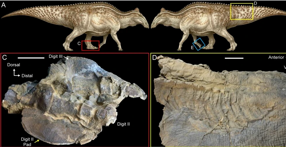 Dinozaurii mumificați sunt surprinzător de comuni și acum știm de ce