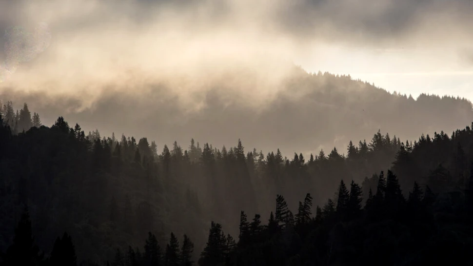 Cea mai mare pădure din lume pare să se micșoreze