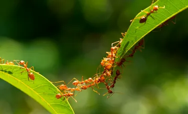 Furnicile au o abilitate uimitoare de „a mirosi” moartea