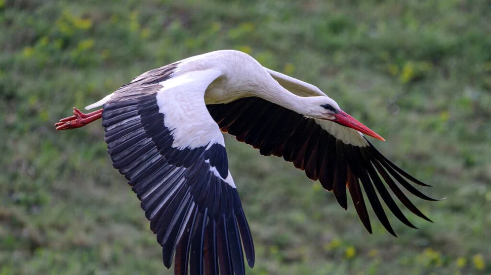De ce aleg berzele să zboare împreună și cum își perfecționează rutele de migrație pe parcursul vieții?