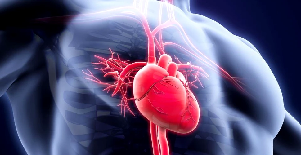 Cercetătorii au creat în laborator o ”inimă” care are puls asemenea unei inimi naturale – VIDEO