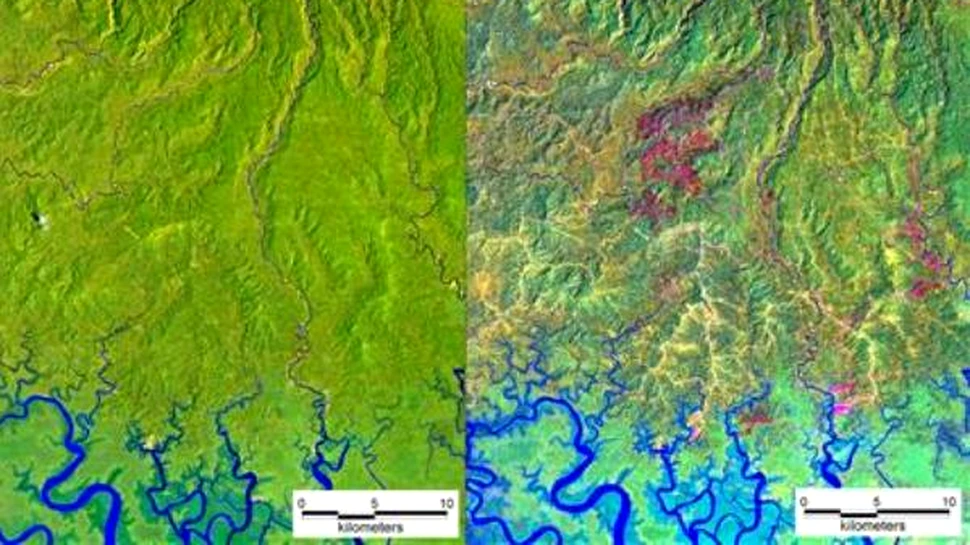 Padurile tropicale din Papua Noua Guinee, distruse aproape in totalitate