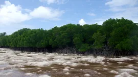 Pădurile de mangrove, unele dintre cele mai importante ecosisteme ale lumii, afectate de schimbările climatice