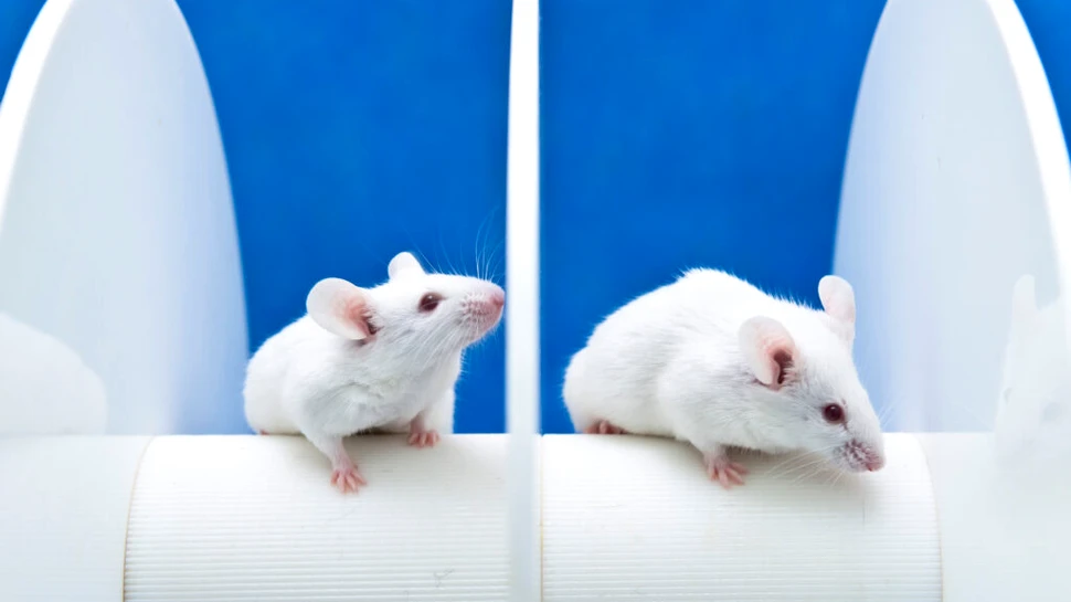 Cum au reușit cercetătorii să citească gândurile șoarecilor într-un experiment?
