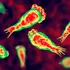 India declară alertă sanitară după mai multe cazuri de amibă „mâncătoare de creier”