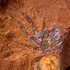 Fosila unui păianjen gigantic de acum 16 milioane de ani, găsită în Australia
