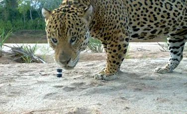 Jaguarii din Bolivia prosperă