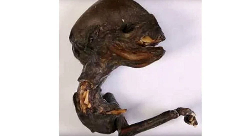 Cercetătorii din Rusia, uimiţi de o descoperire recentă – FOTO