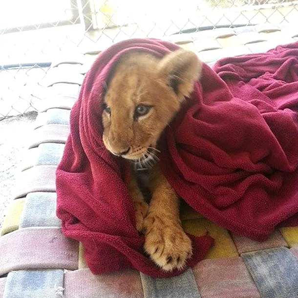 Un pui de leu salvat acum doi ani nu poate adormi fără pătură