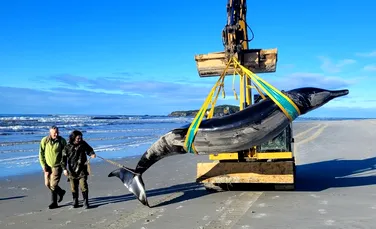 Cea mai rară balenă din lume, găsită eșuată pe o plajă din Noua Zeelandă